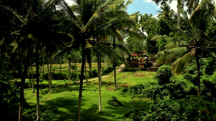 The first temple, seen from 200 meters away, surrounded by palm trees and fields.